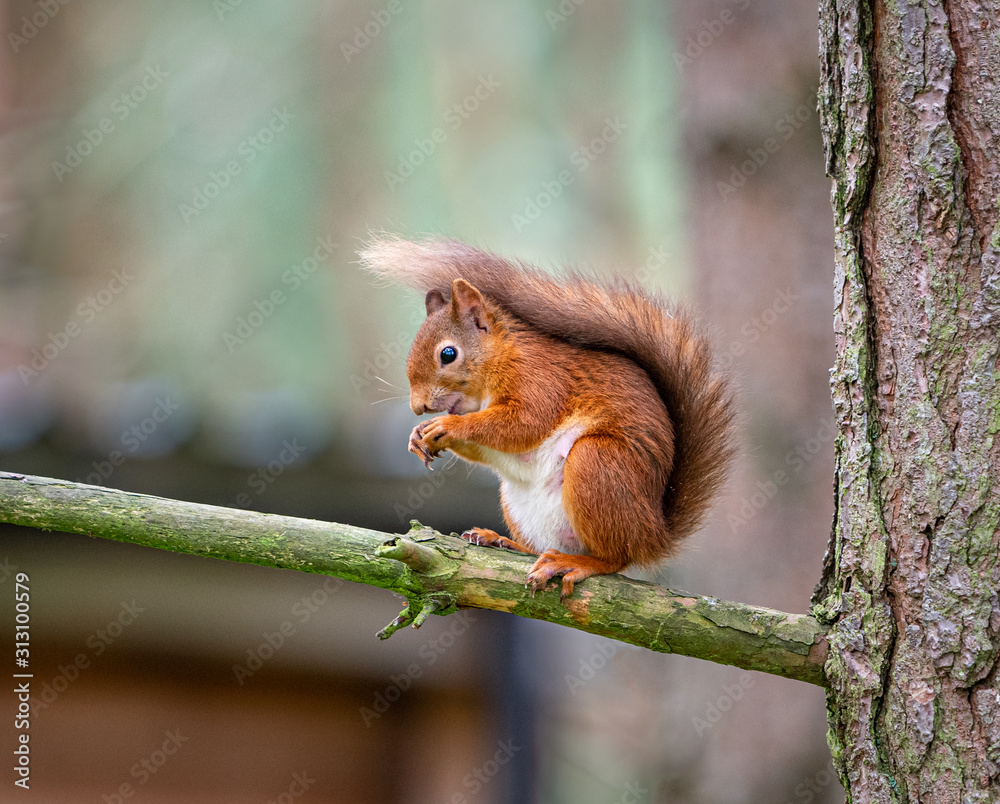 Fototapeta premium Red Squirrel Feeding