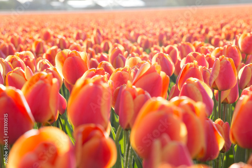 pole-pomaranczowych-tulipanow-w-holandii