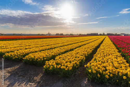 Rows of yellow tulips in the bulb fields of Holland