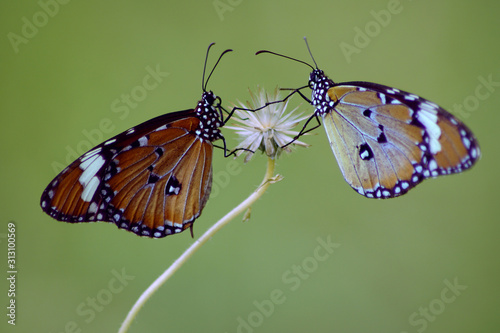 A pair of beautiful young monarch butterflies perch on an old flower in the afternoon against a blur background