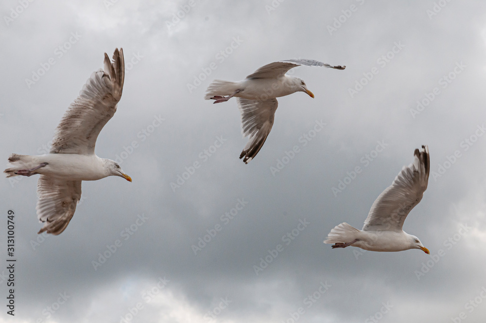 Fototapeta premium In Holland am Strand und an der Küste