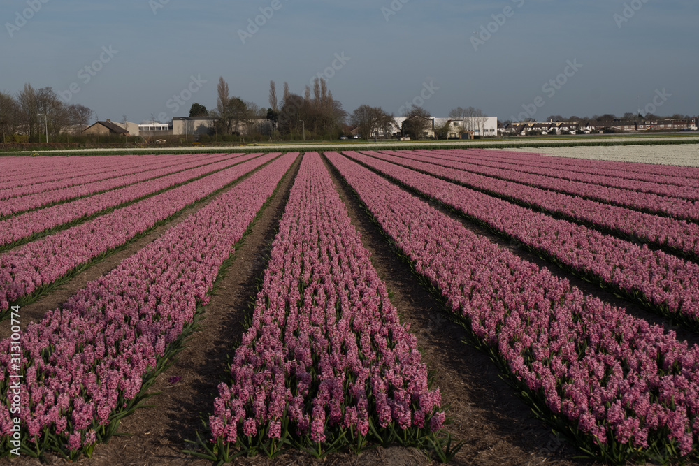Rows of pink flowers in a field in Hillegom, Holland