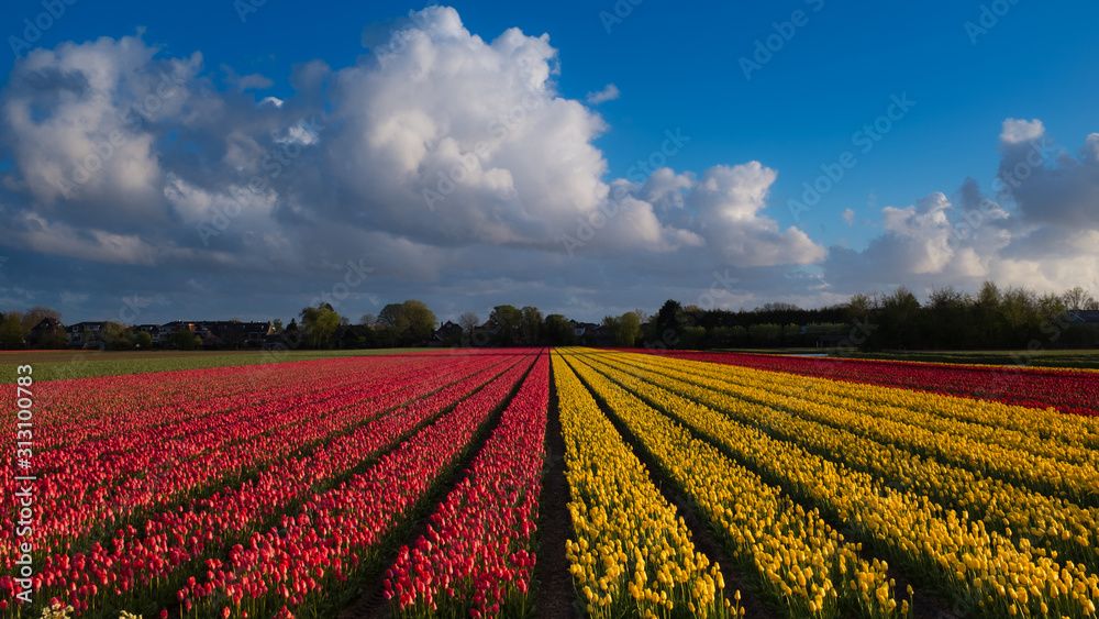 Large white cumulus cloud over a field of colourful tulips in Hillegom, Holland