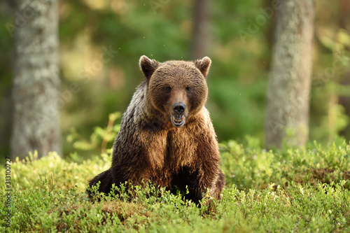 brown bear sitting in forest scenery