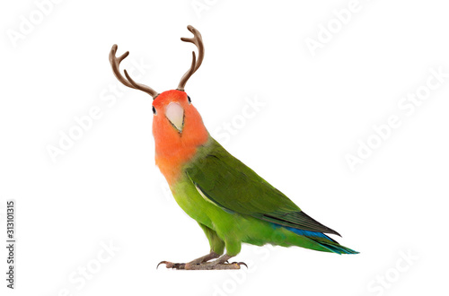 lovebird portrait with horns on a white background