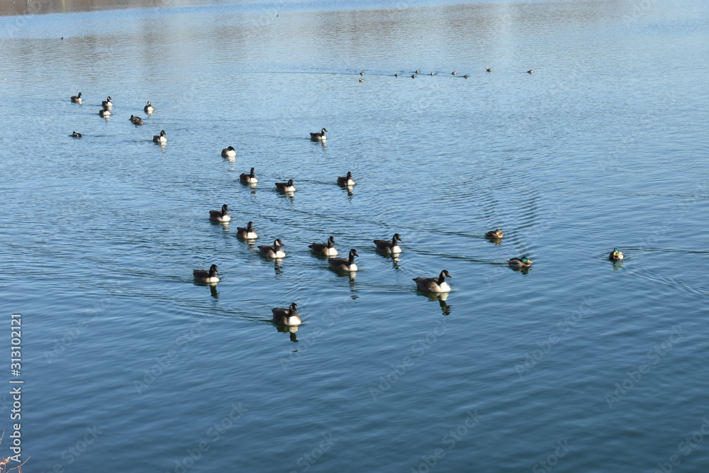 Ducks on water at central park reservior