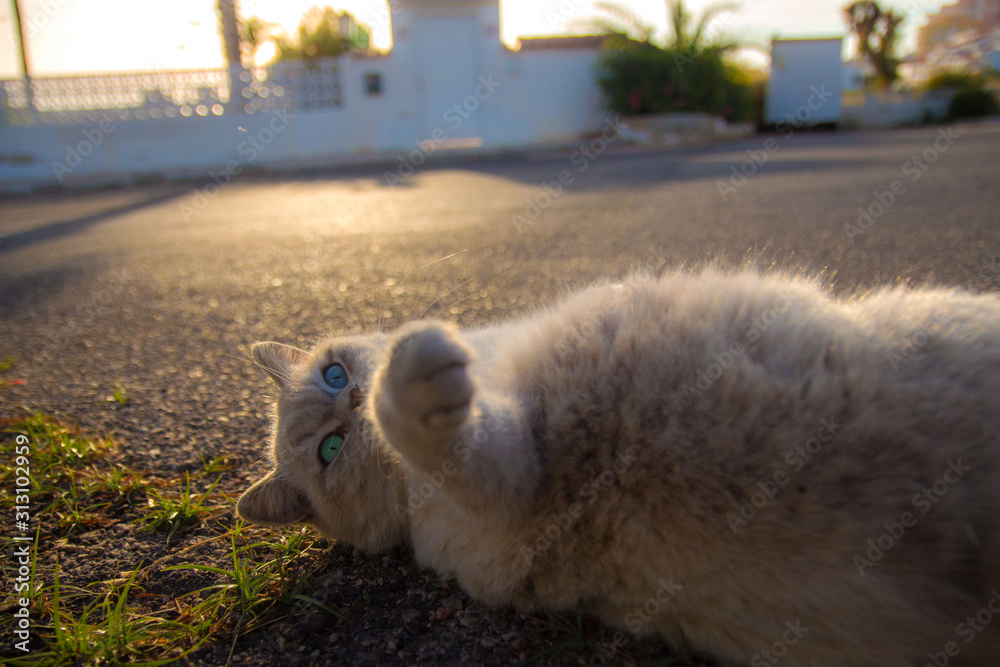 Fototapeta premium wild cat