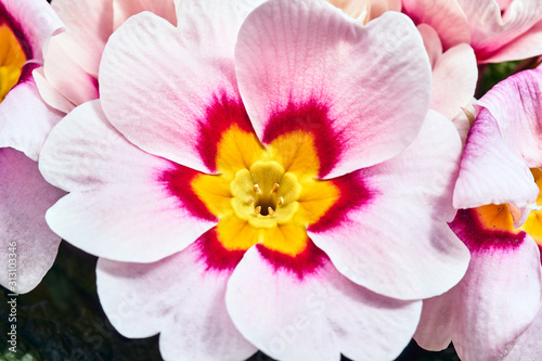 Details of the flower bouquet of primrose in a pot.