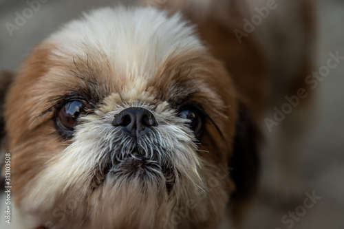 Close-up of Female Shih Tzu dog.