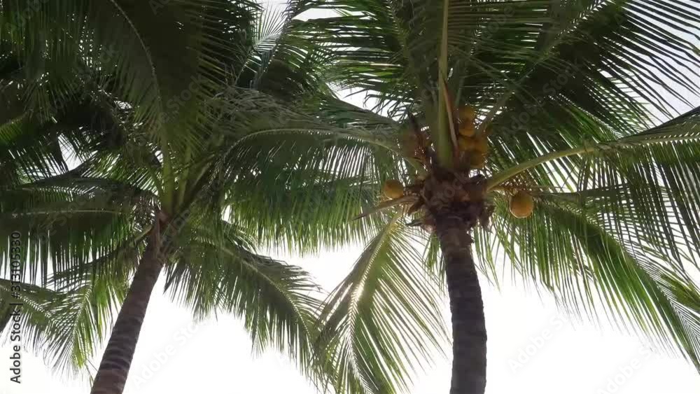 Rows of Coconut Trees with Coconut Fruit - Slide Left To Right Rows of Coconut Trees with Coconut Fruit - Slide Left To Right