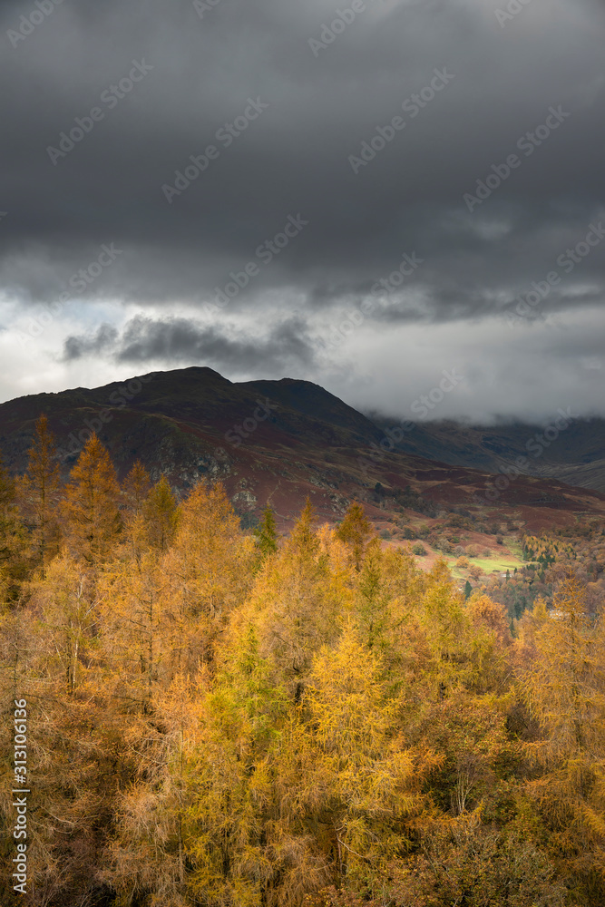 Beautiful Autumn Fall landscape of golden learch trees against dark mountain background with dramatic sky