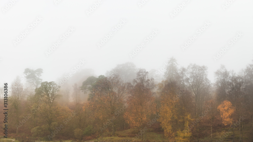 Beautiful mody Autumn Fall landscape of woodland with mist fog during early morning