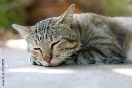 A slumberous cat with eyes closed lying on the ground. © Narin
