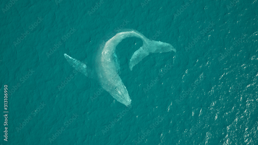 Fototapeta premium Humpback Whale Aerial View Ocean Swimming 3d illustration 3d render