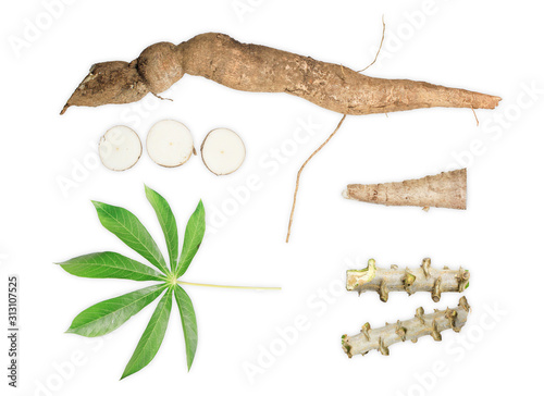 Fotografie cassava isolated on white background, cassava for tapioca flour industry