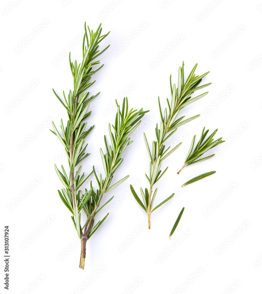 fresh rosemary isolated on white background fresh rosemary isolated on white background