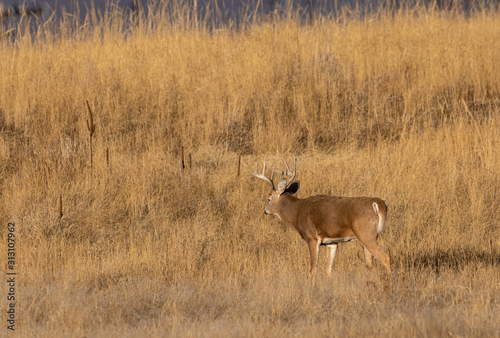 Whitetail Deer Buck During the Fall Rut