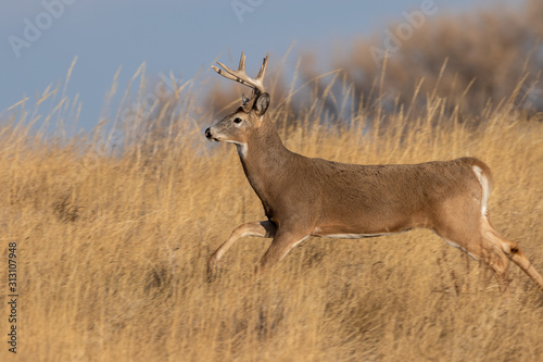 Fototapeta Naklejka Na Ścianę i Meble -  Whitetail Deer Buck During the Fall Rut