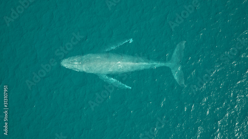 Humpback Whale Aerial View Ocean Swimming 3d illustration 3d render © paul
