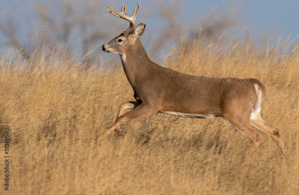 Whitetail Deer Buck During the Fall Rut Whitetail Deer Buck During the Fall Rut
