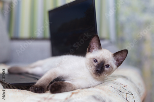 The kitten lies on the keyboard of an open laptop. © Ekaterina Kolomeets