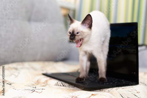 A frightened angry kitten stands on the keyboard of an open laptop, hunched over and hisses openly growing with his teeth.