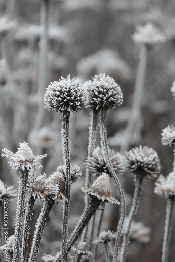 frost on coneflower