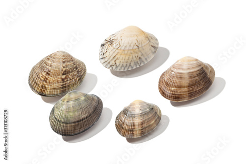 Fresh clam isolated on white background