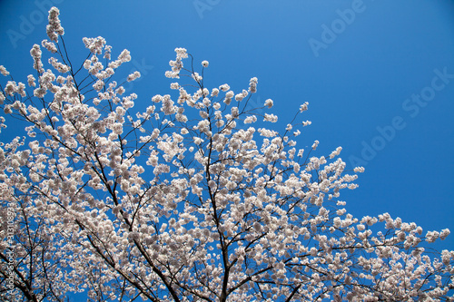 Cherry Blossom… like a snow