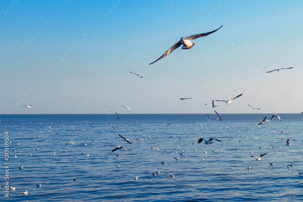 seagulls flying at the pangpoo