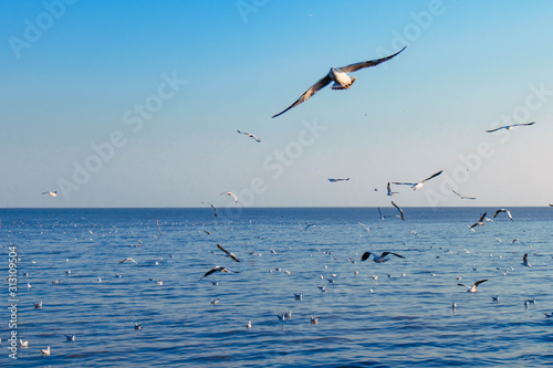 seagulls flying at the pangpoo