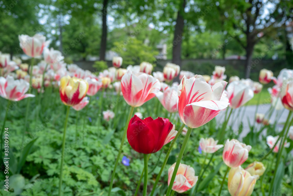 Fototapeta premium Beautiful colorful tulip flowers in garden for background with copy space