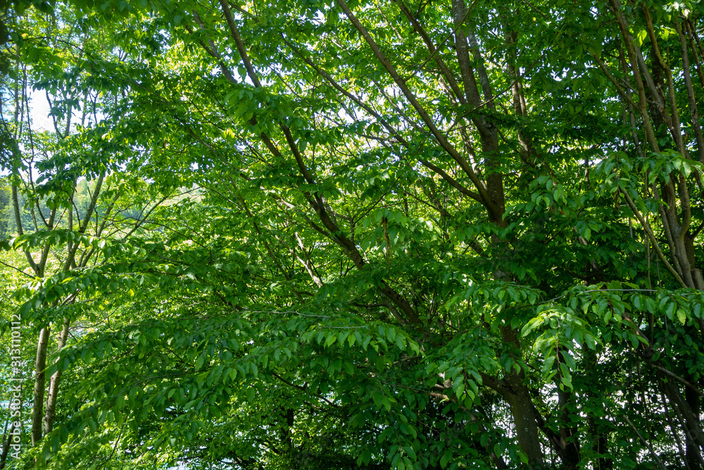 Fototapeta premium Lush trees in forest with sunlight for texture background , copy space