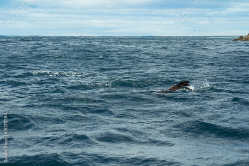 Seals playing in the water, in Tasmania.