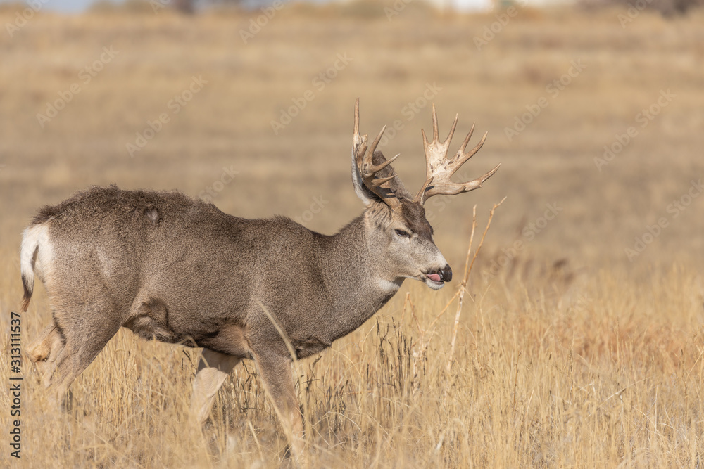Fototapeta premium Buck Mule Deer in the Fall Rut in Colorado