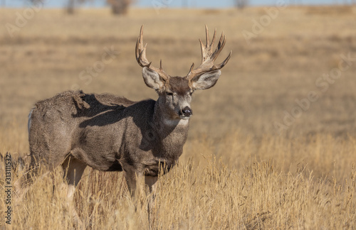 Buck Mule Deer in the Fall Rut in Colorado