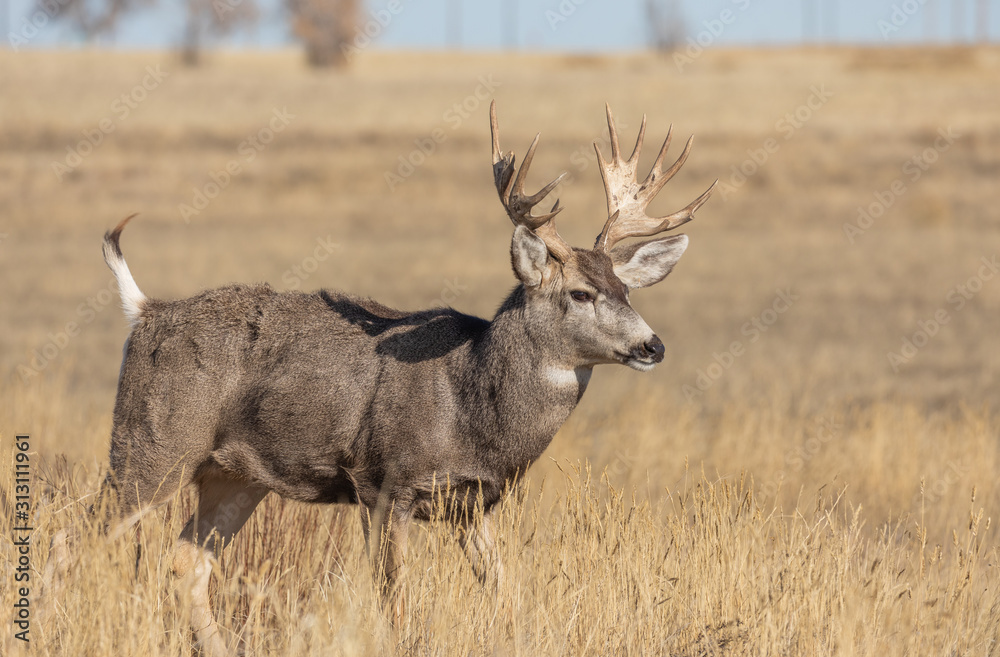 Fototapeta premium Buck Mule Deer in the Fall Rut in Colorado