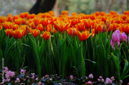 Beautiful orange tulips at Chiang Rai ASEAN Flower Festival 2019