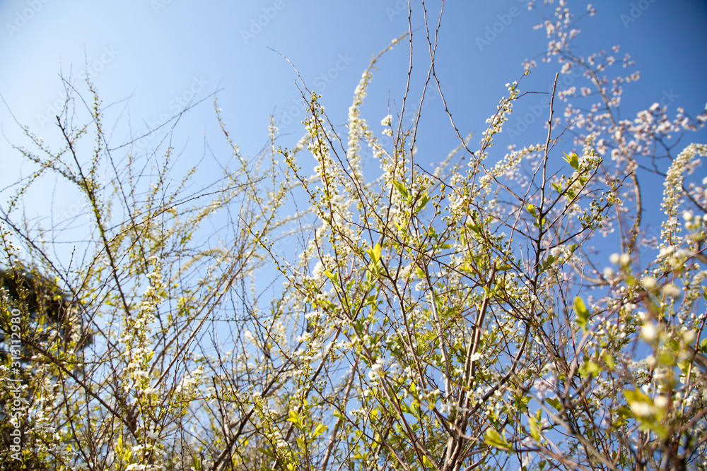 sprout of flower on the outdoor