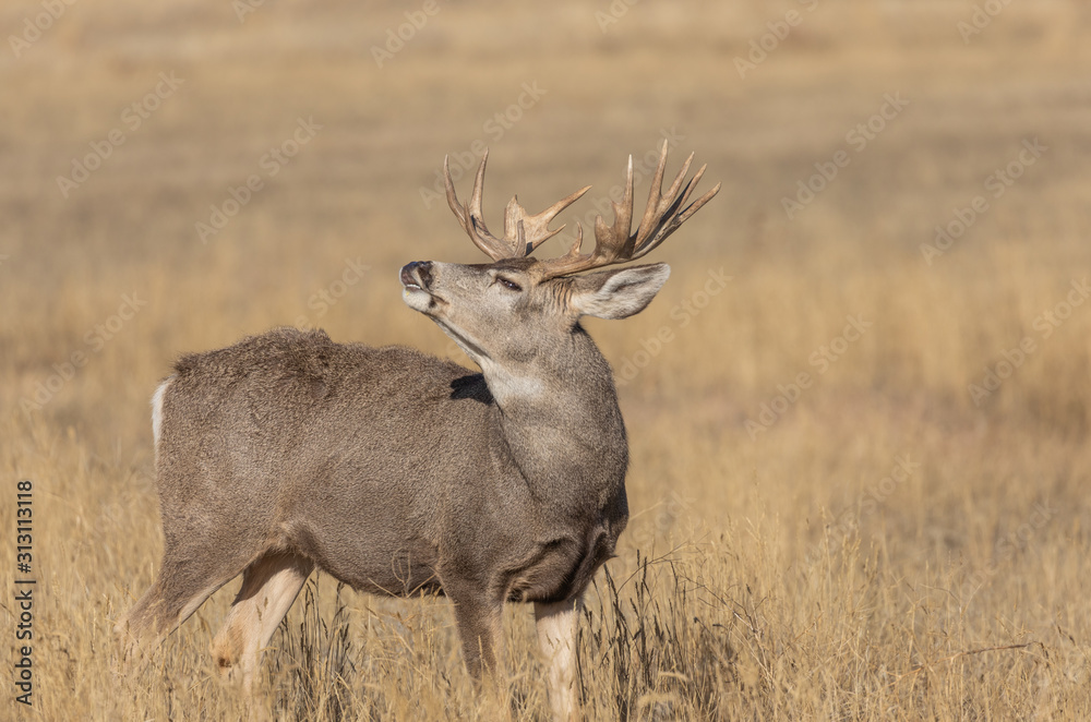 Fototapeta premium Buck Mule Deer in the Fall Rut in Colorado