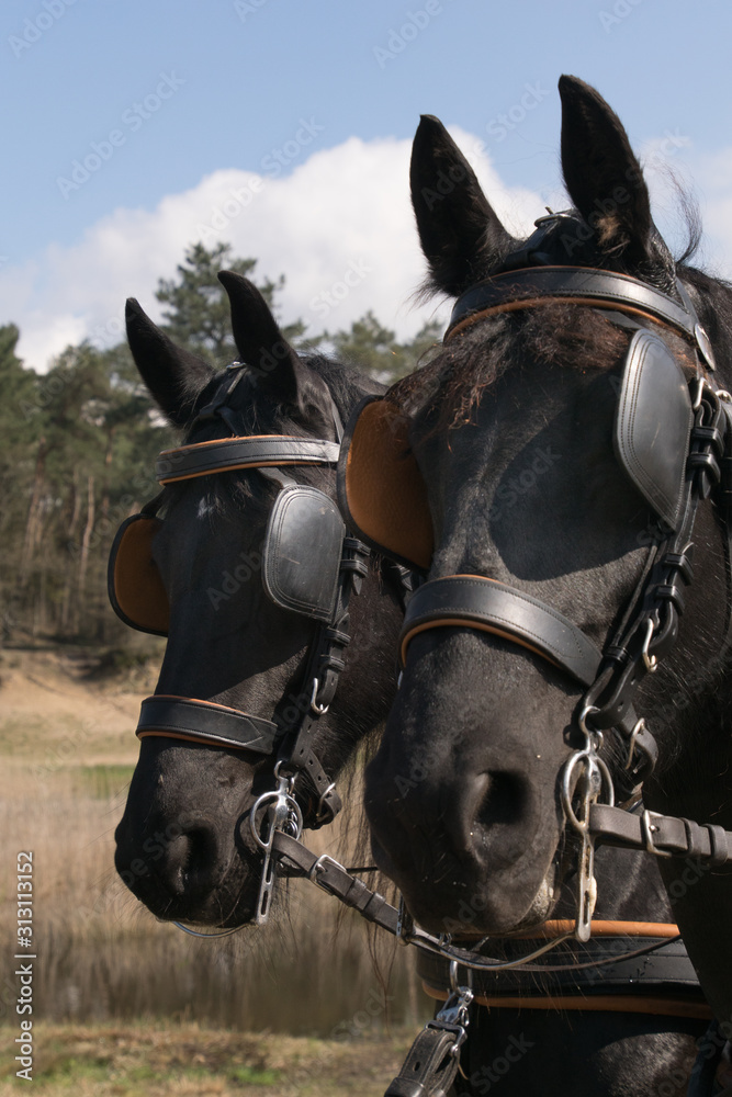 Obraz premium paarden hoorden