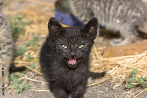 Fotografia Black cat very angry and aggressive.