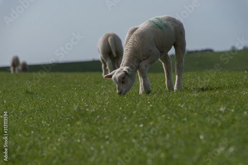 schapen op de dijk photo