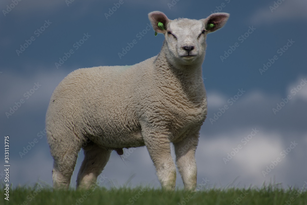 Fototapeta premium schapen op de dijk