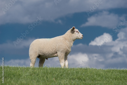 schapen op de dijk