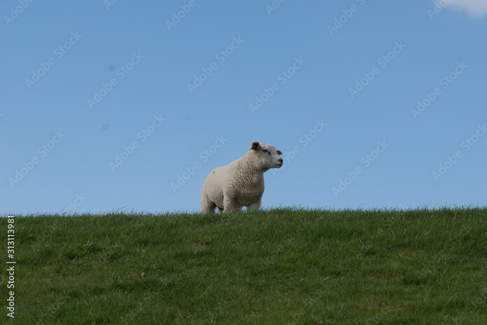 Fototapeta premium schapen op de dijk