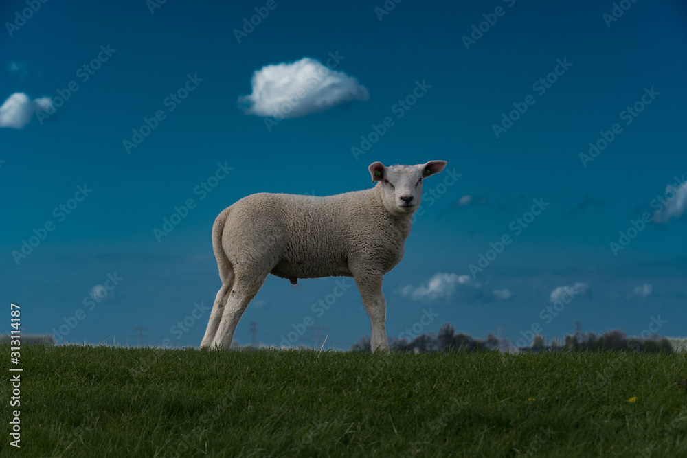 Fototapeta premium schapen op de dijk