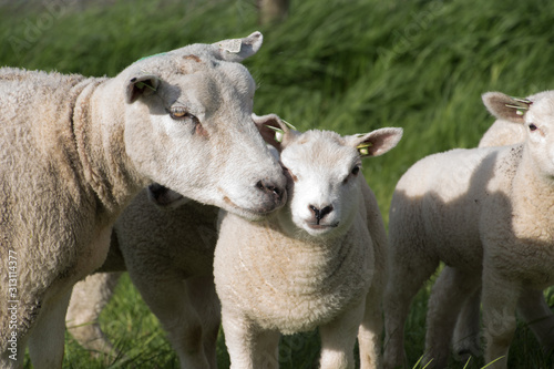 schapen op de dijk © maaike