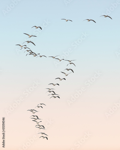 Snow geese migration in S curve formation at Bosque del Apache National Wildlife Refuge in New Mexico