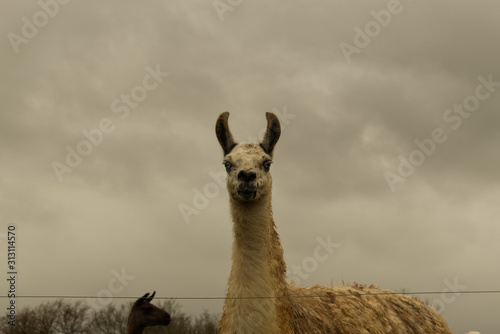 Lama curieux magnifique et tr  s grand dans son champ de paturage
